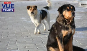 Animal welfare activists protesting SC order
