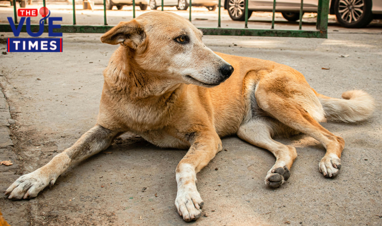 Dedicated feeding zones for stray dogs announced by Supreme Court