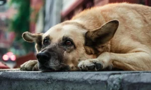 Dog shelter facility in India