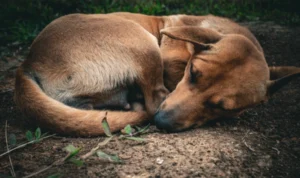 Stray dogs in Delhi residential area
