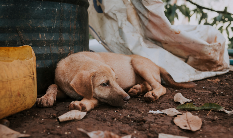 Stray dogs in Indian cities to be fed only in municipal wards