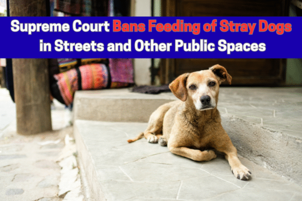 Supreme Court bans public feeding of stray dogs in India