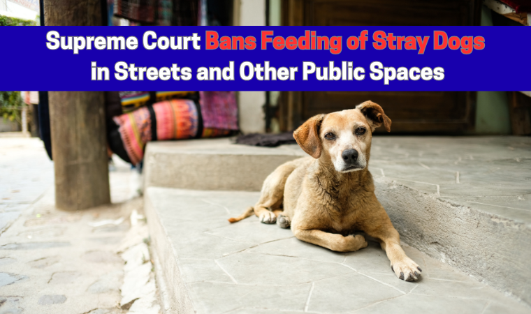 Supreme Court bans public feeding of stray dogs in India