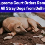 Supreme Court order on stray dogs Delhi NCR