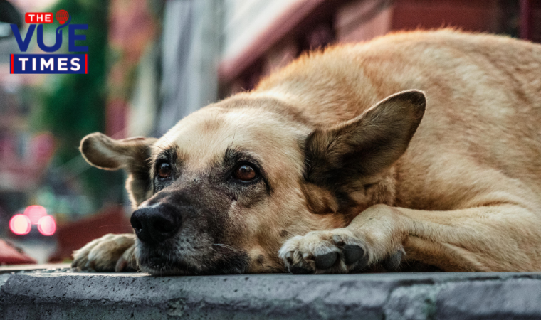 Supreme Court ruling on feeding stray dogs for public safety