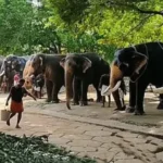 Elephant transfer controversy sparks Supreme Court SIT probe into Vantara
