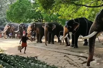 Elephant transfer controversy sparks Supreme Court SIT probe into Vantara
