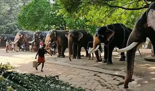 Elephant transfer controversy sparks Supreme Court SIT probe into Vantara