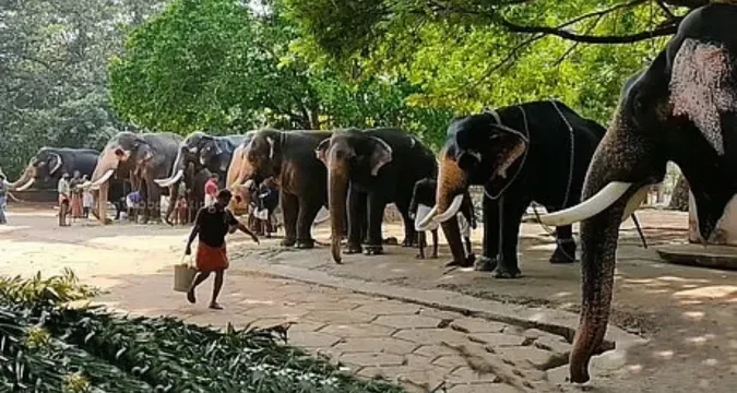 Elephant transfer controversy sparks Supreme Court SIT probe into Vantara