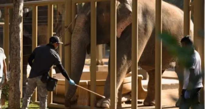 Supreme Court of India directs SIT investigation into Vantara animal transfers