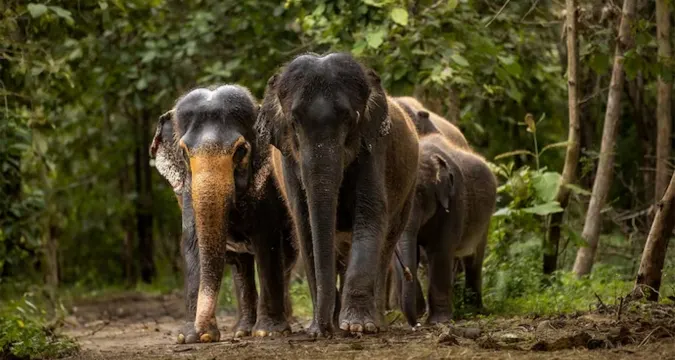 Vantara wildlife rescue and rehabilitation centre in Jamnagar under SIT scrutiny
