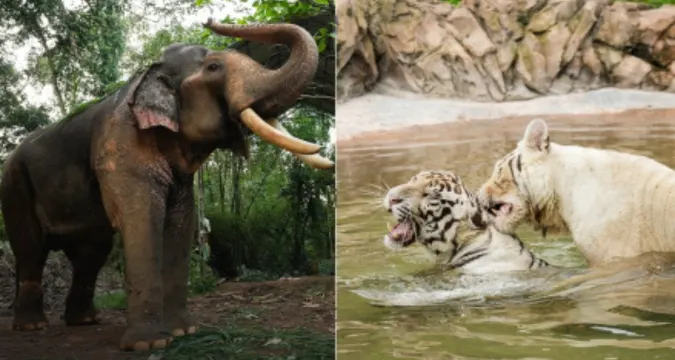 Judicial inquiry into Vantara’s compliance with wildlife laws