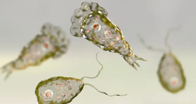 Image of Kerala water bodies – possible source of Naegleria fowleri infection