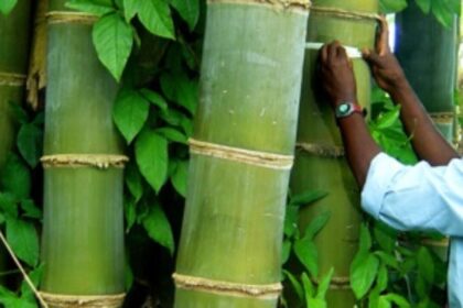 Maharashtra’s ₹50,000 Crore Bamboo Industry Policy 2025