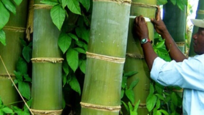 Maharashtra’s ₹50,000 Crore Bamboo Industry Policy 2025