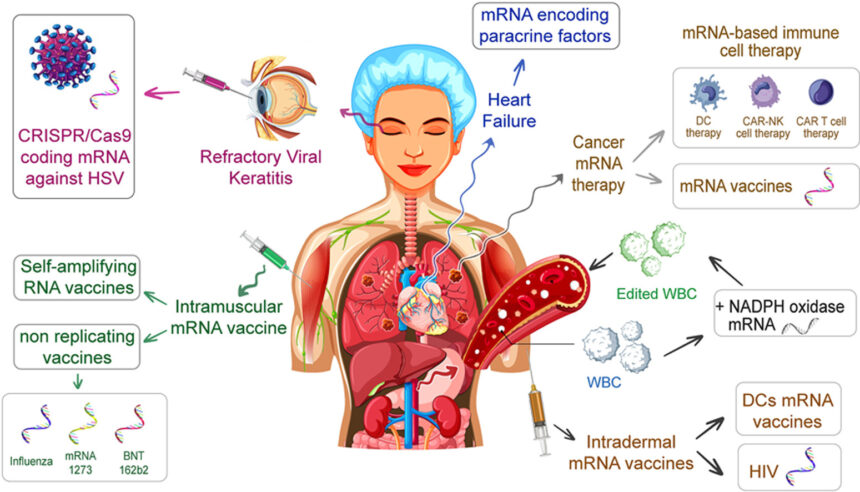 How mRNA Technology Used in COVID-19 Vaccines Could Revolutionize Cancer Treatment